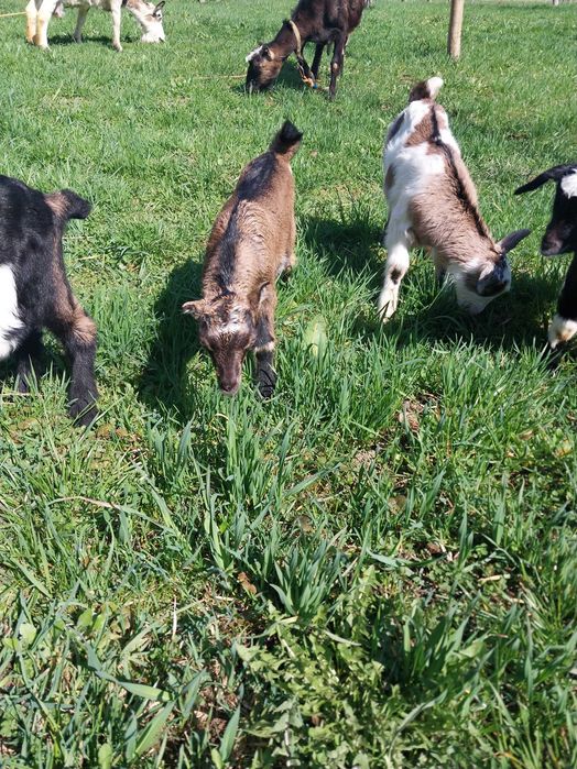 Продаються козенята