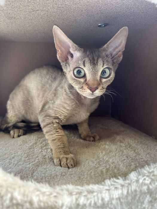 Słodki kocurek Devon Rex