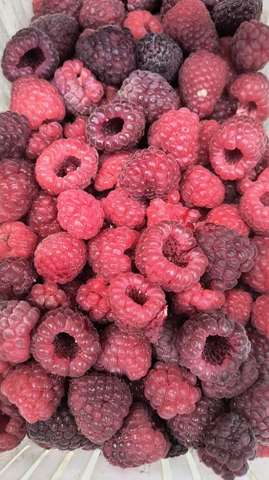 Malina jesienna 1 kg za 20,00 zł