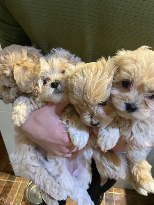 Мальтіпу ф1 помет