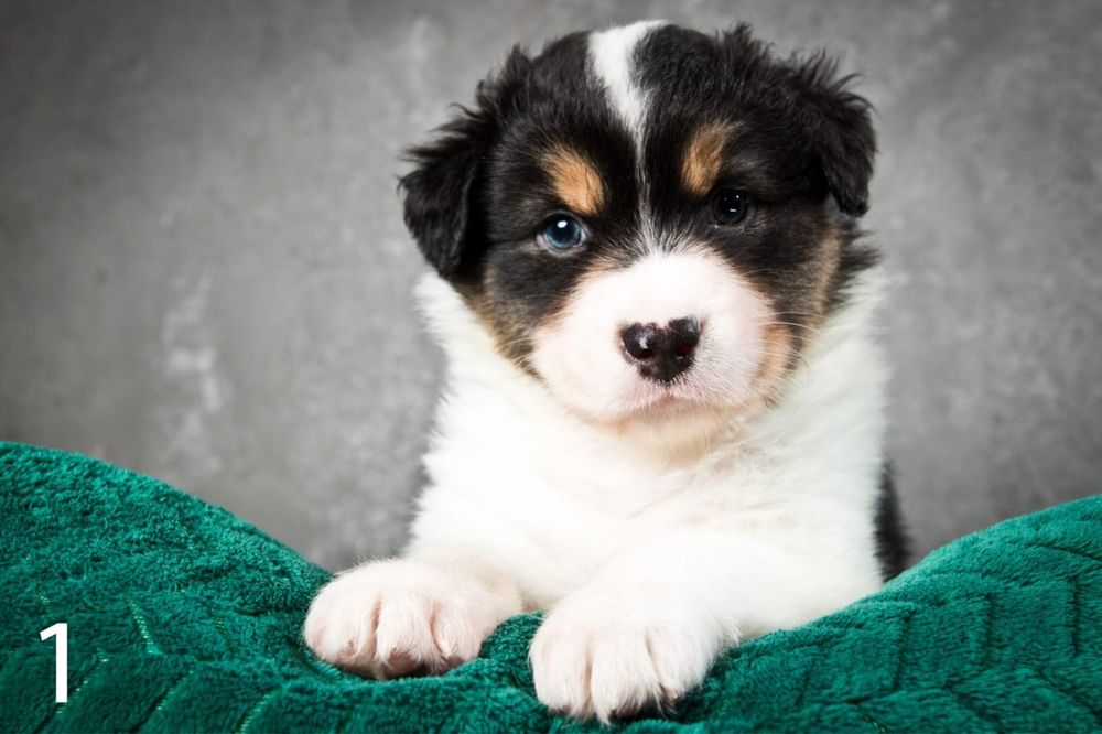 Owczarek australijski - suczka Black Tri