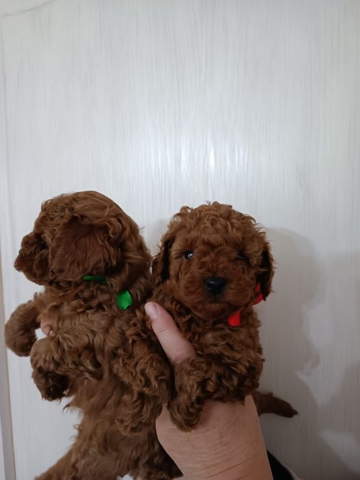 Той пудель в'язка