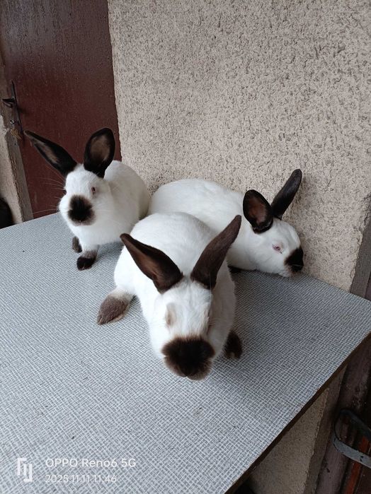 Króliki.3 samce.Kalifornijski Czarny. Z 07-2025