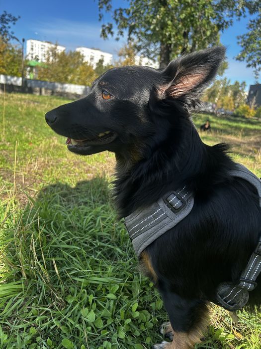 Маленька дівчинка шукає родину