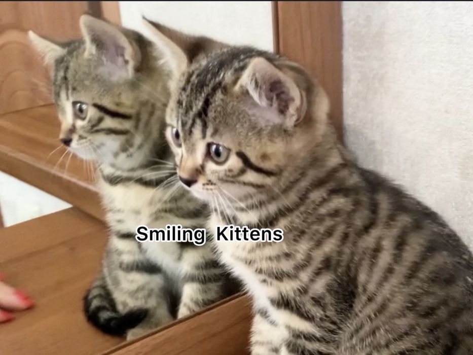 Кошенята шукають нову сімʼю