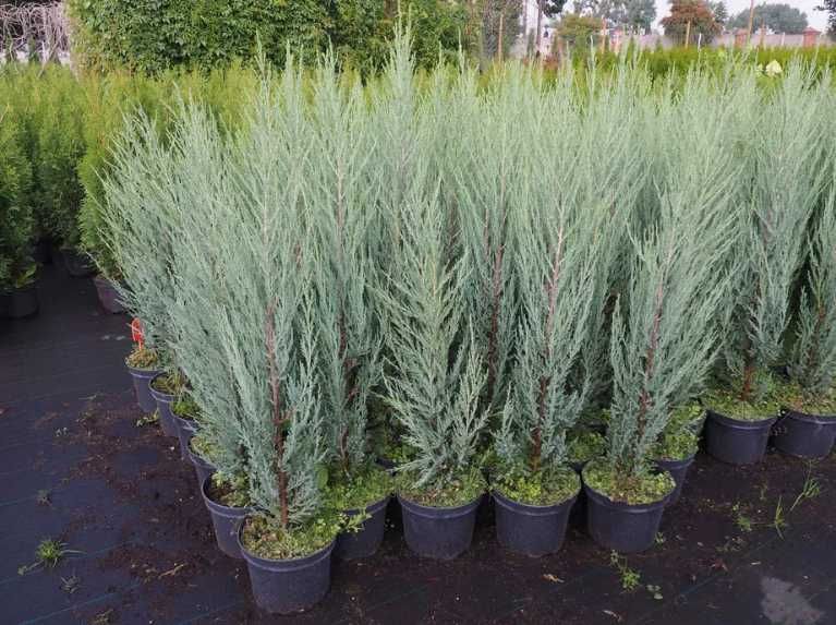 Ялівець скельний 'Blue Arrow'