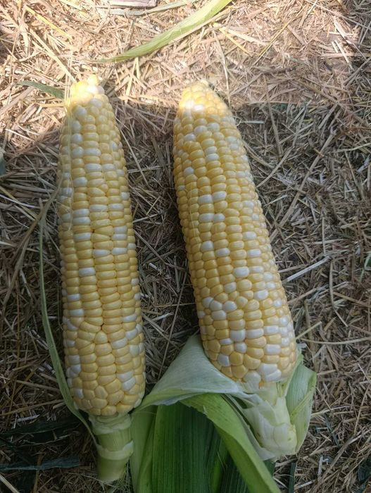 Продам солодку кукурузи великий обьєм