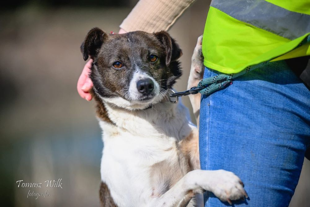 Franklin- pies o pięknym umaszczeniu do adopcji