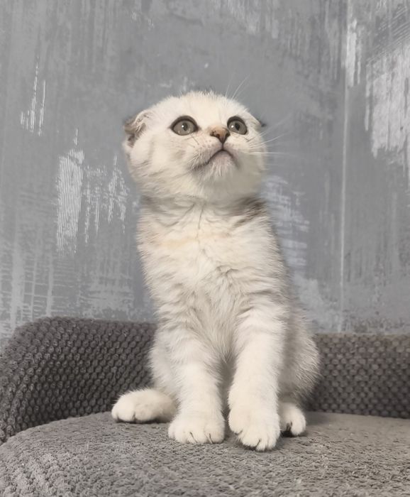 Висловуха дівчинка срібла шиншила котята кошенята котики