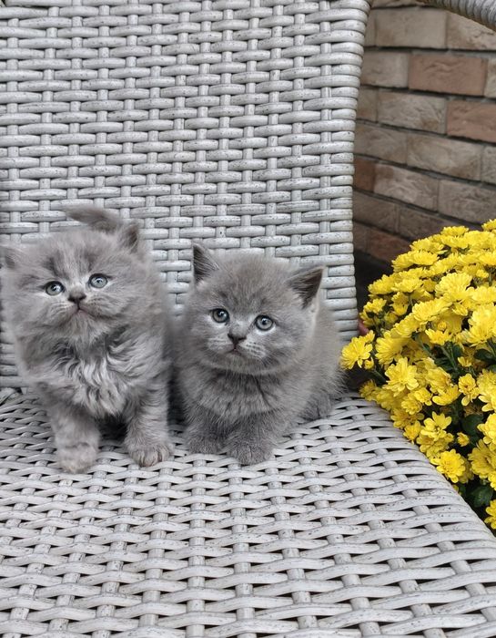 Шотландський прямовухий класичний хлопчик. 1.5 міс.