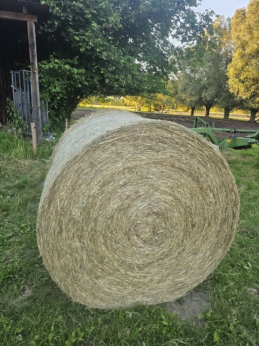 Siano (2026)- pierwszy pokos / bele (bale) 125 x 120 cm