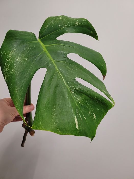 Monstera variegata