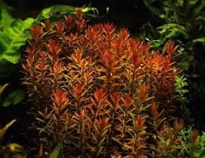 GB Rośliny rotala rotundifolia red/green wiązka lub doniczka kilka sztuk