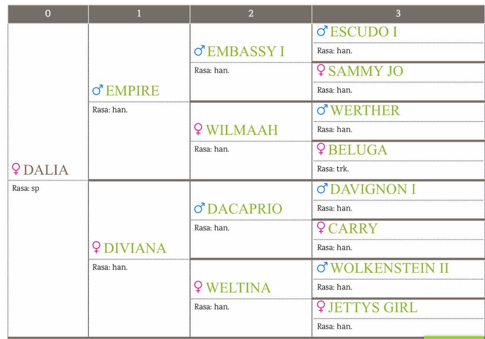 Klacz sp, duża ramowa do sportu/ hodowlii