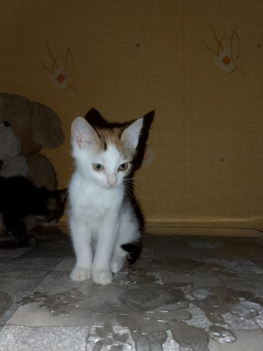 Відаю котят в добрі руки