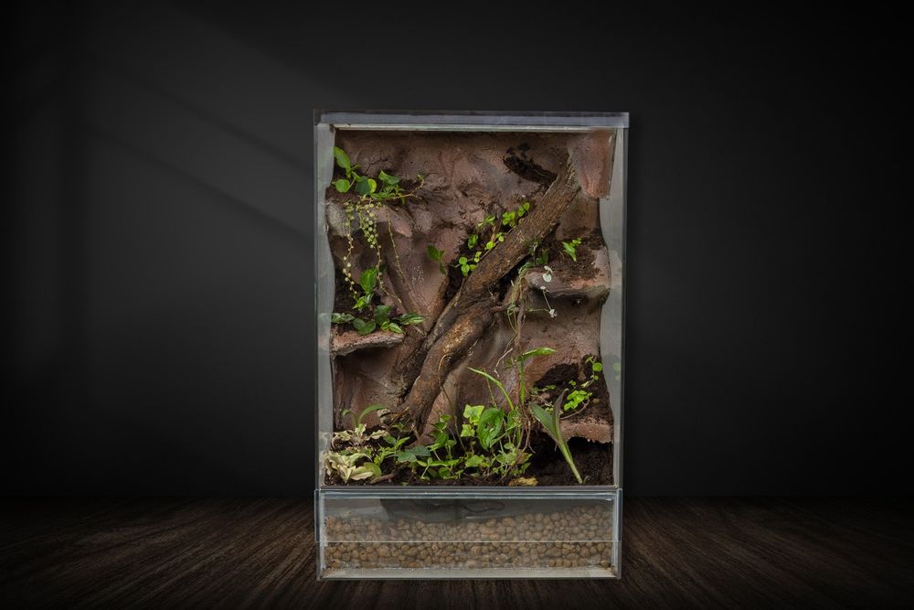 Terrarium tropikalne gekon