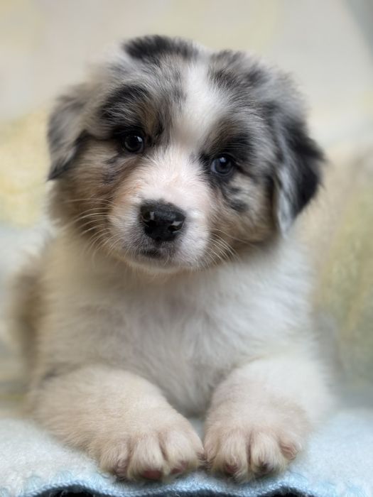 Owczarek australijski – piesek z metryką ZKwP/FCI – blue merle