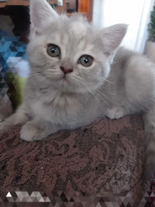 Шотландські кошенята