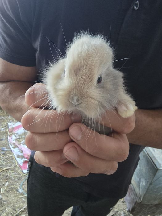 Coelhos anões brancos e castanhos