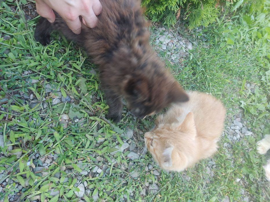 Oddam puszyste kotki