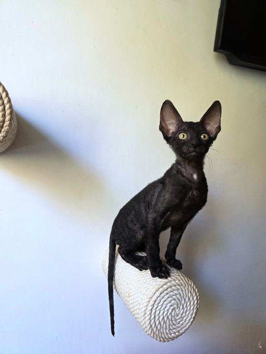 Кошеня Корніш рекс хлопчик