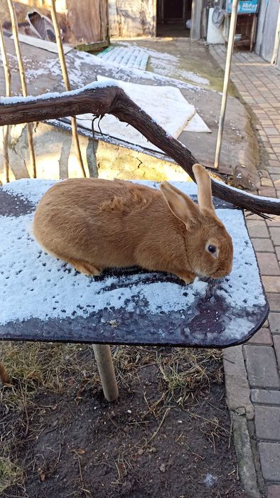 продам самцiв i самок