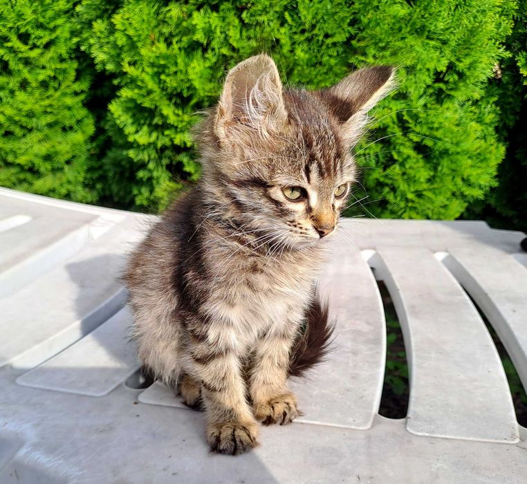 Серый Полосатый Котенок Котик Мальчик