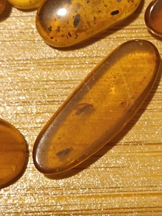 Âmbar fóssil com insetos