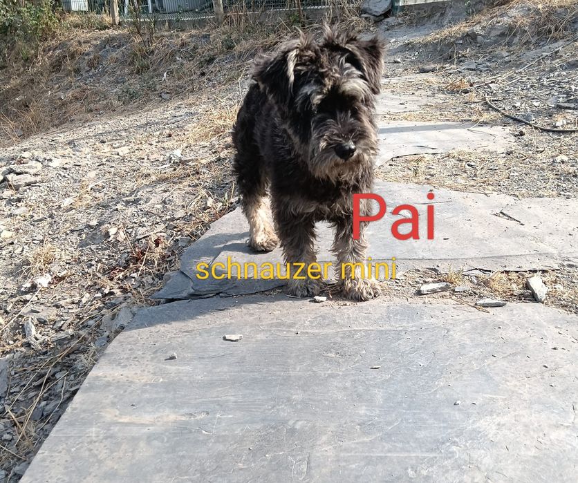 Schnauzer mini c lop e afixo