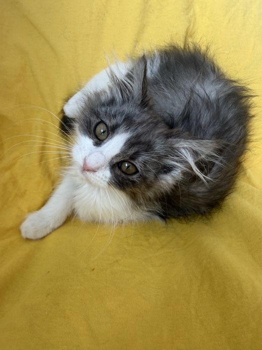 Кошенята,в добрі руки