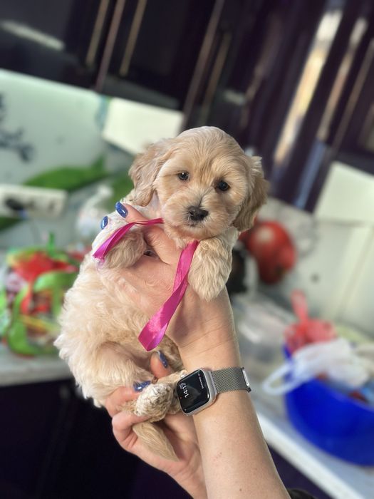 Мальтипу девочка 2.5 месяца