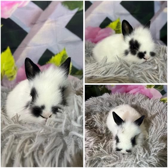 Karzełki Teddy Mini