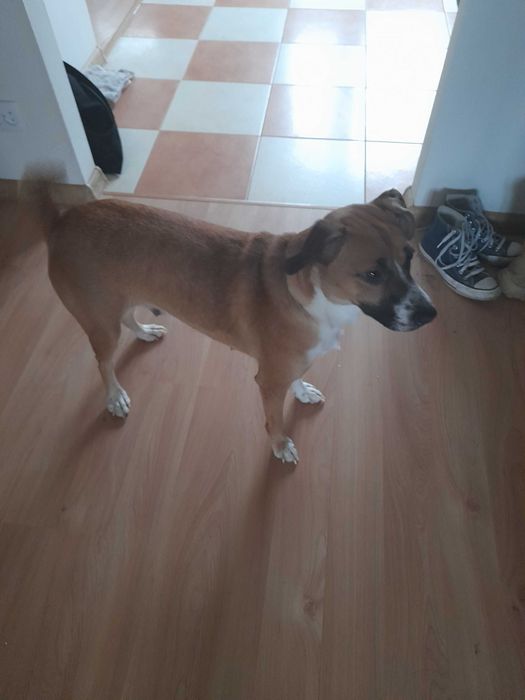 Oddam psa w dobre ręce.