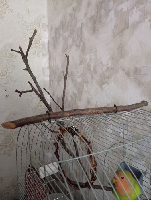 Гілки-жердини для папуг