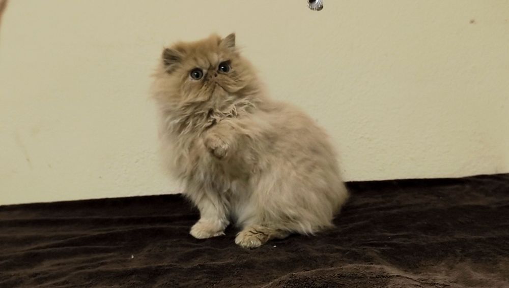 Persa Macho Vermelho