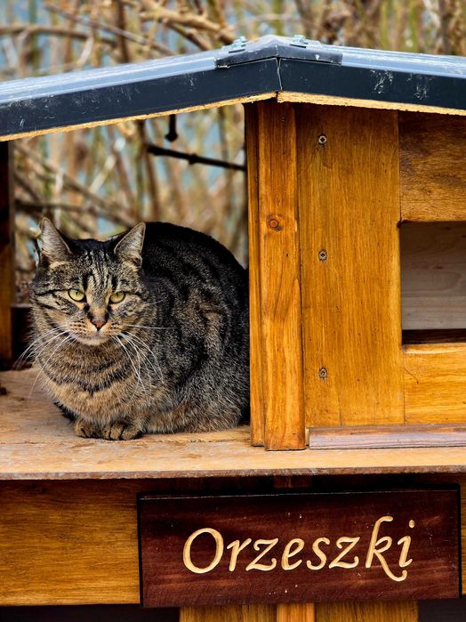 Megi - piękna kotka szuka domu. Kocica, adopcja, burasek