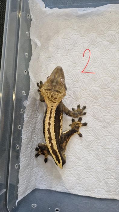 Gekon orzęsiony samiec