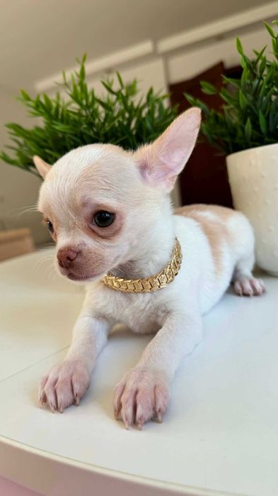 Chłopczyk Chihuahua Cream&Biel Miniaturka z Rodowodem Chipem Justin