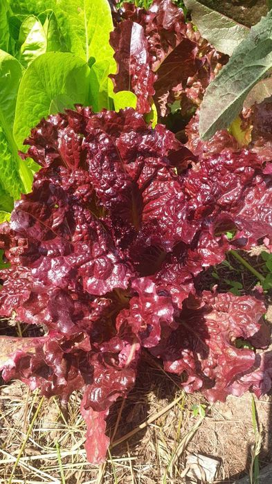 Nasiona kolekcjonerskie sałat pysznych, kruchych. Mix odmian.