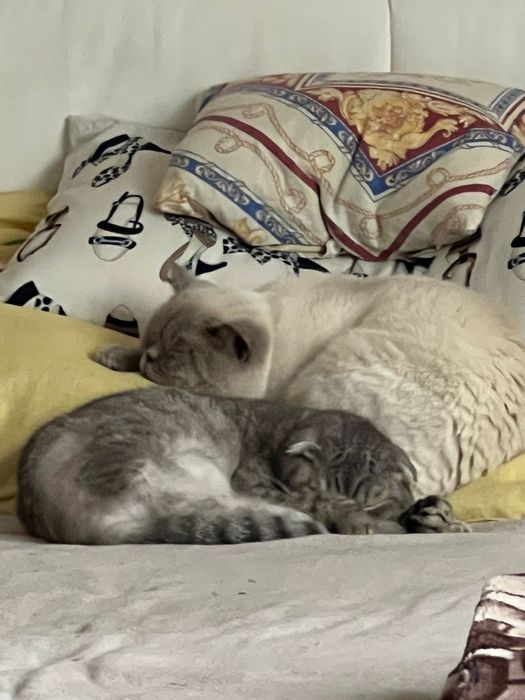 Шотландські прямовухі кошенята