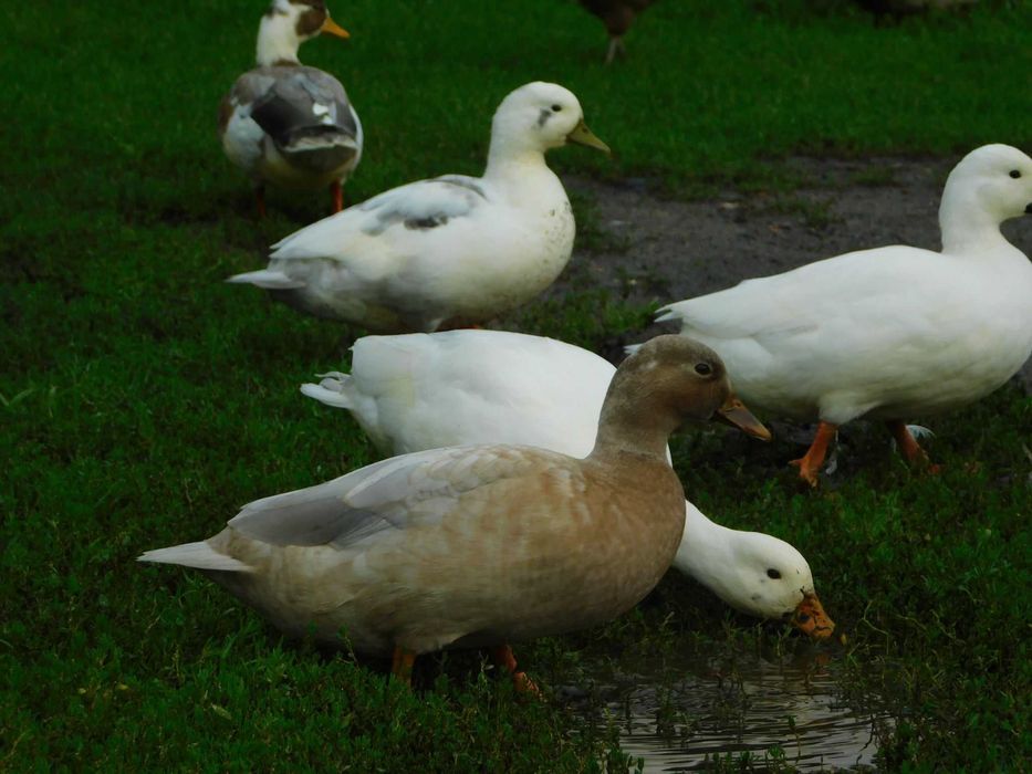 Kaczki Call Duck
