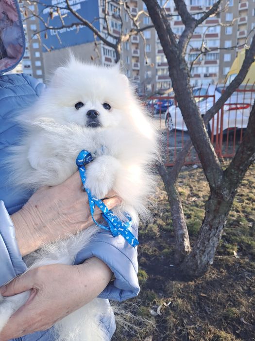 Померанский шпиц девочка микро