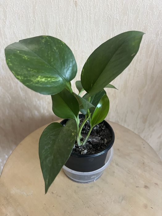 Епіпремнум. Сциндапсус.