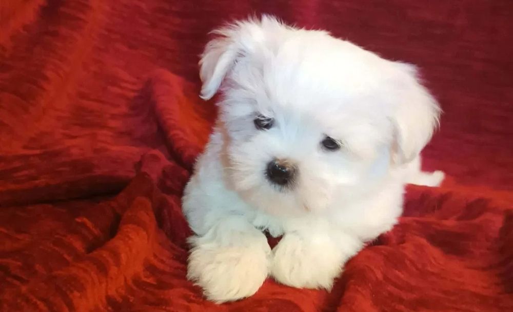 Bichon maltês disponível