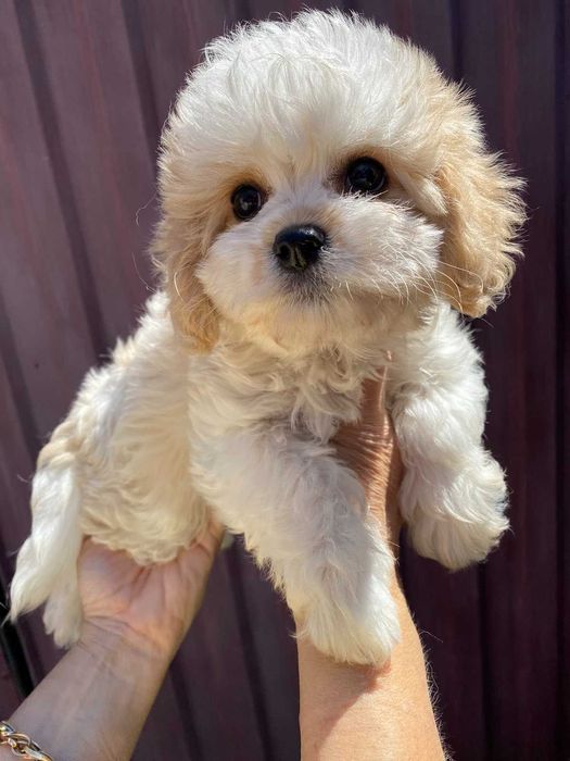 Супер цуценята мальтіпу