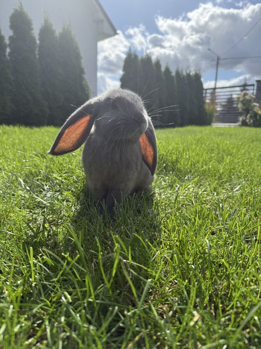 Kroliki z wlasnej chodowli