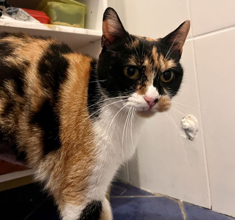 Mimi uma gata para adopção responsável