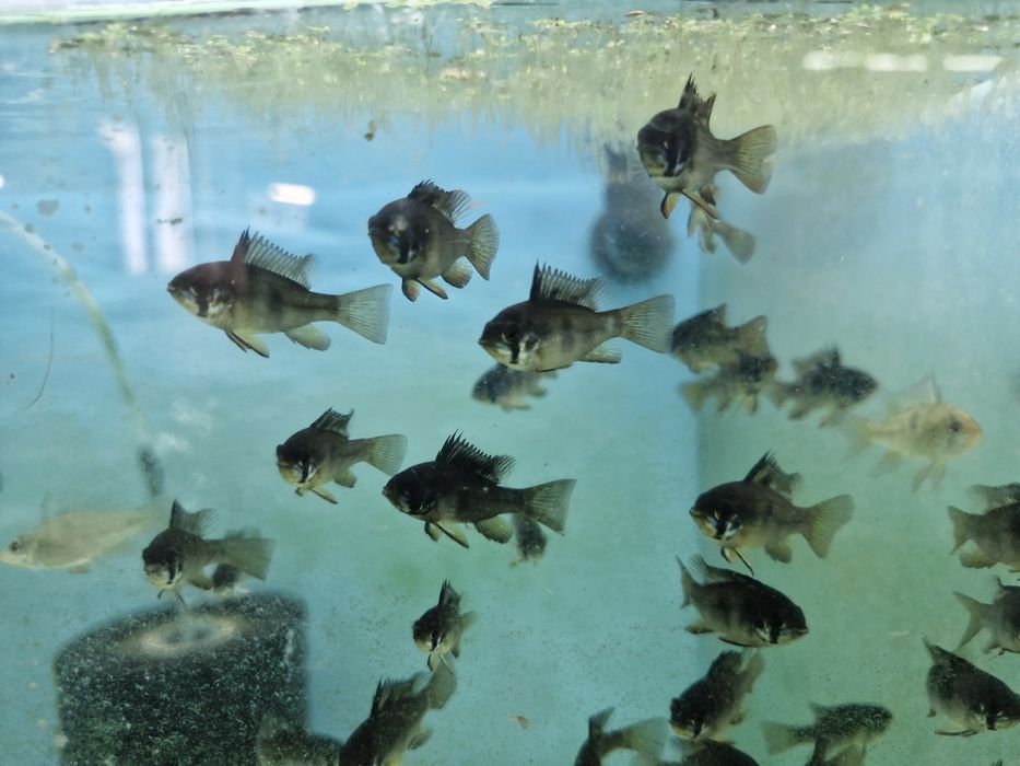 Ramirezi dark nacional