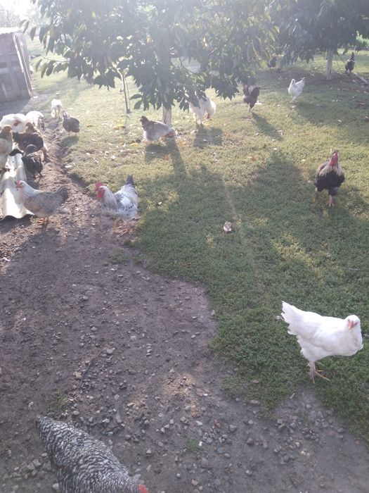Продам молоді домашні когути