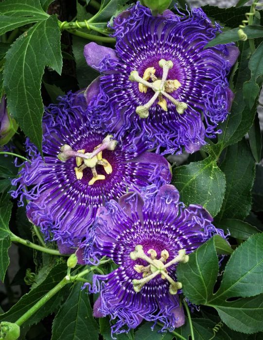 mrozoodporna Męczennica cielista (Passiflora incarnata) do -23 C